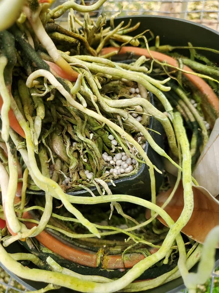 Hiểu về bộ rễ thích “root bound” của Anthurium