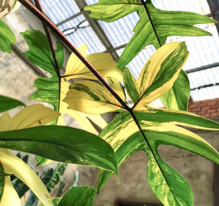 Cây ăn ánh sáng để sống: Hiểu về tự nhiên