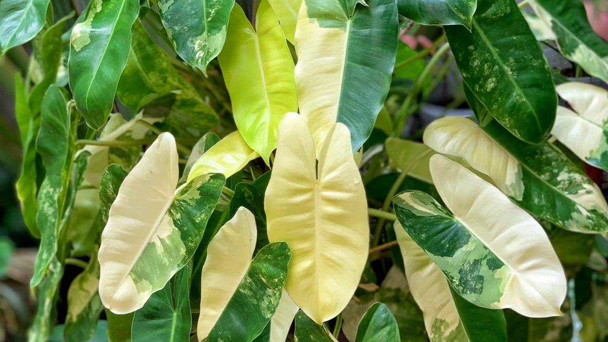 <i> Philodendron ‘Burle Marx’ variegata </i>