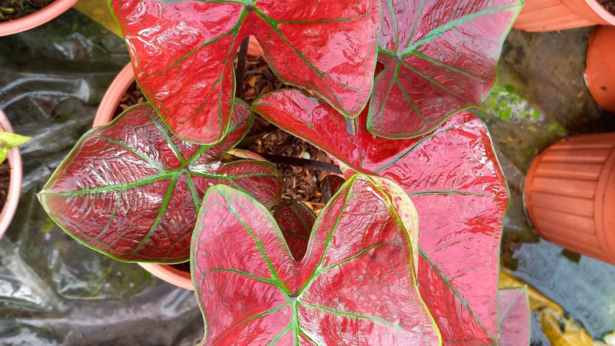 <i> Caladium danasty </i>