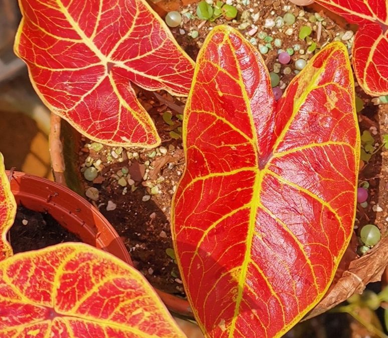 <i>Caladium ‘new wave’ </i>