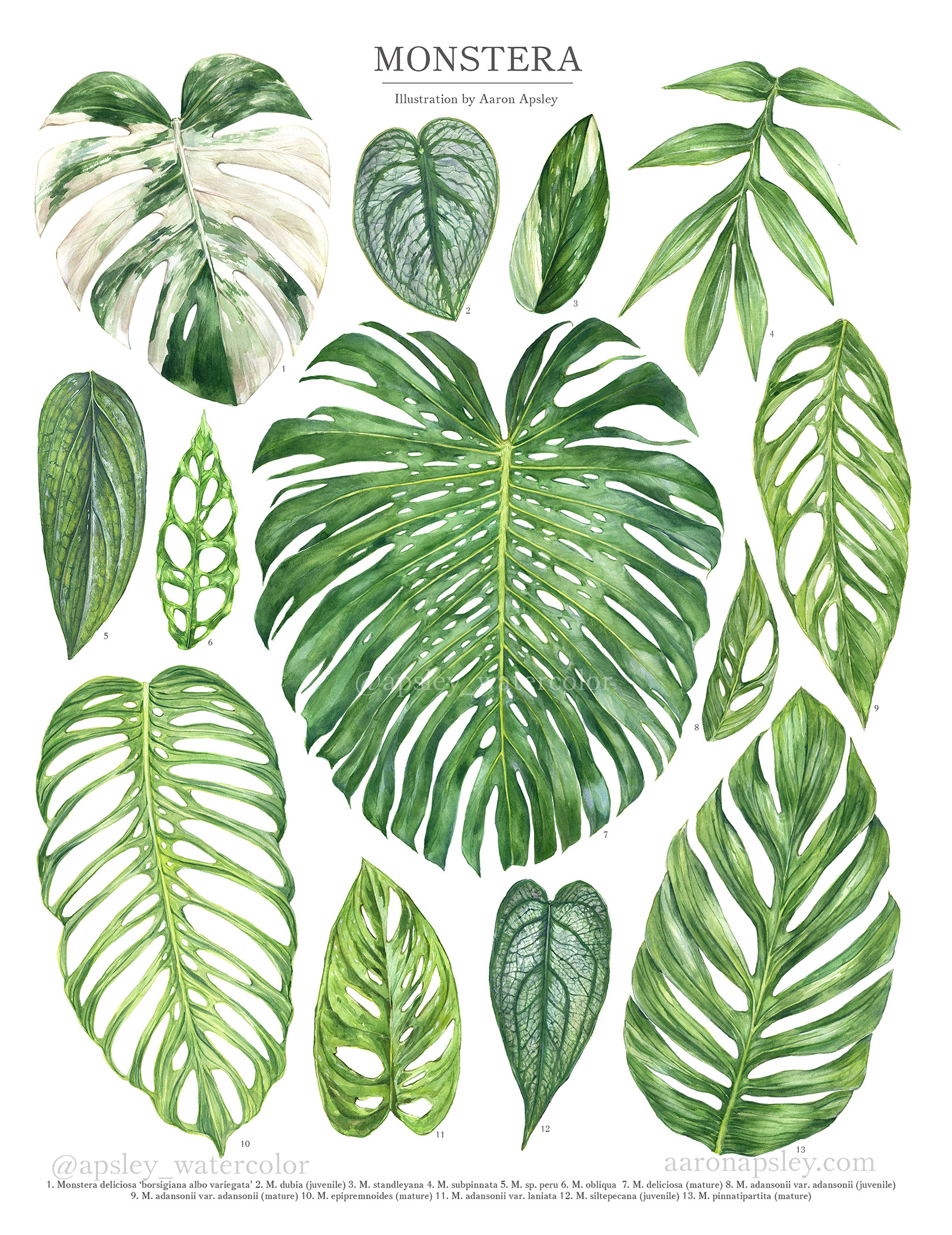 Có bao nhiêu loài kiểng lá? – Phần 1