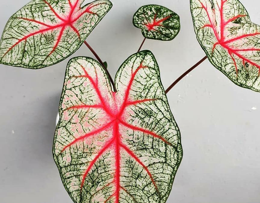 <i> Caladium ‘Red Bone’ </i>