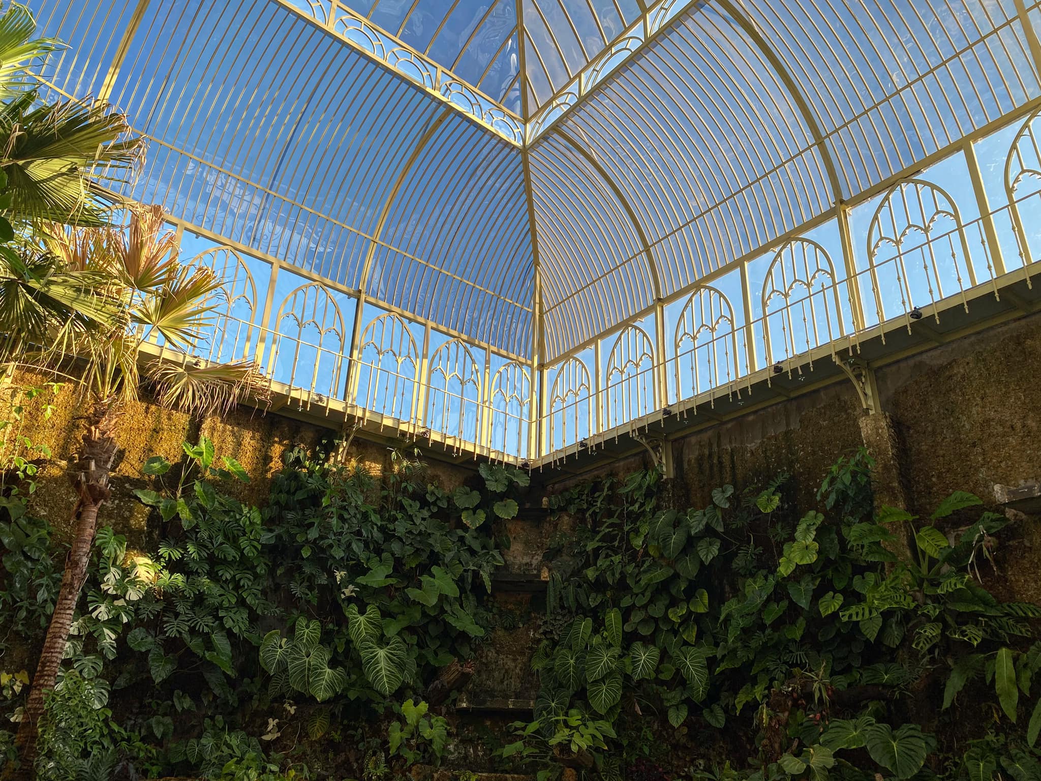 Đón sáng cho kiểng lá