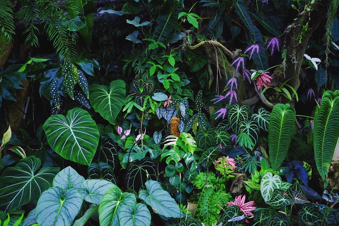 Kiểng lá có muôn vàn dáng vẻ, hình thái, màu sắc