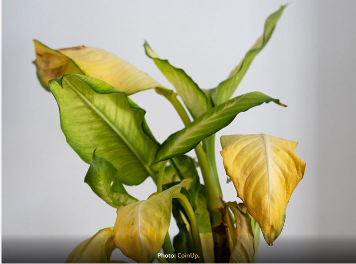 Phong thủy không chăm sóc cây